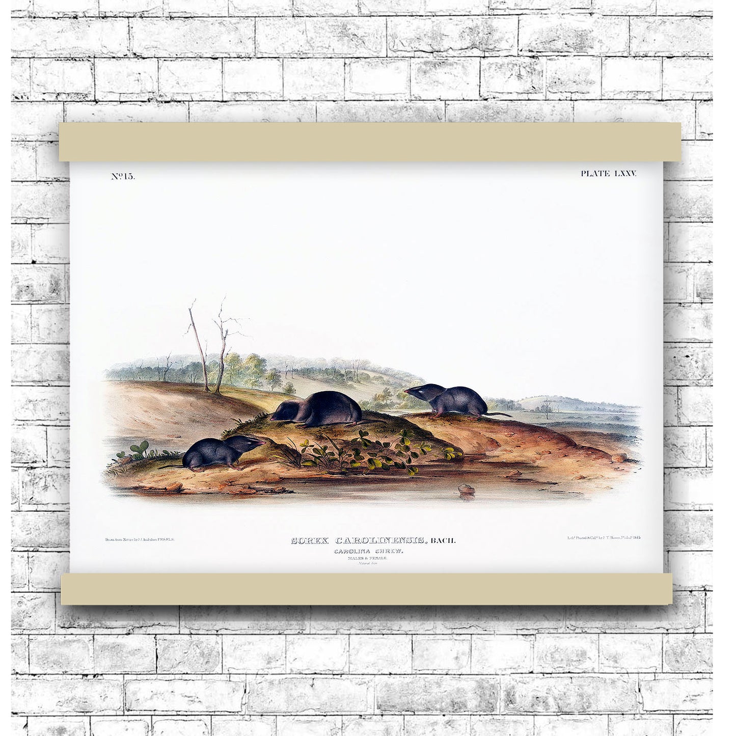 Carolina Shrew (Sorex Carolinensis) by John James Audubon | Hanging Canvas Art | Choice of Board Colors