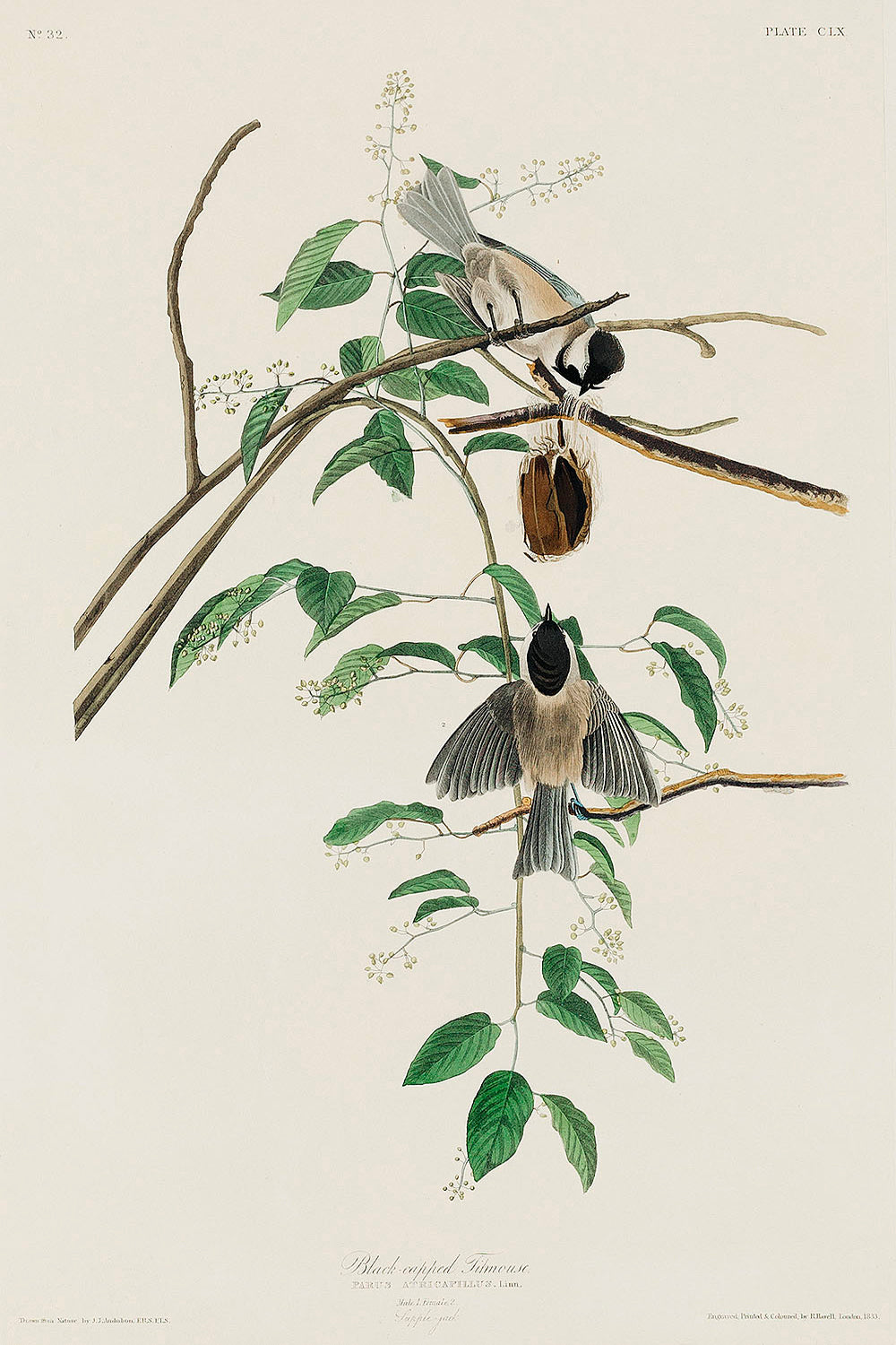 Carolina Titmouse from Birds of America (1827) by John James Audubon