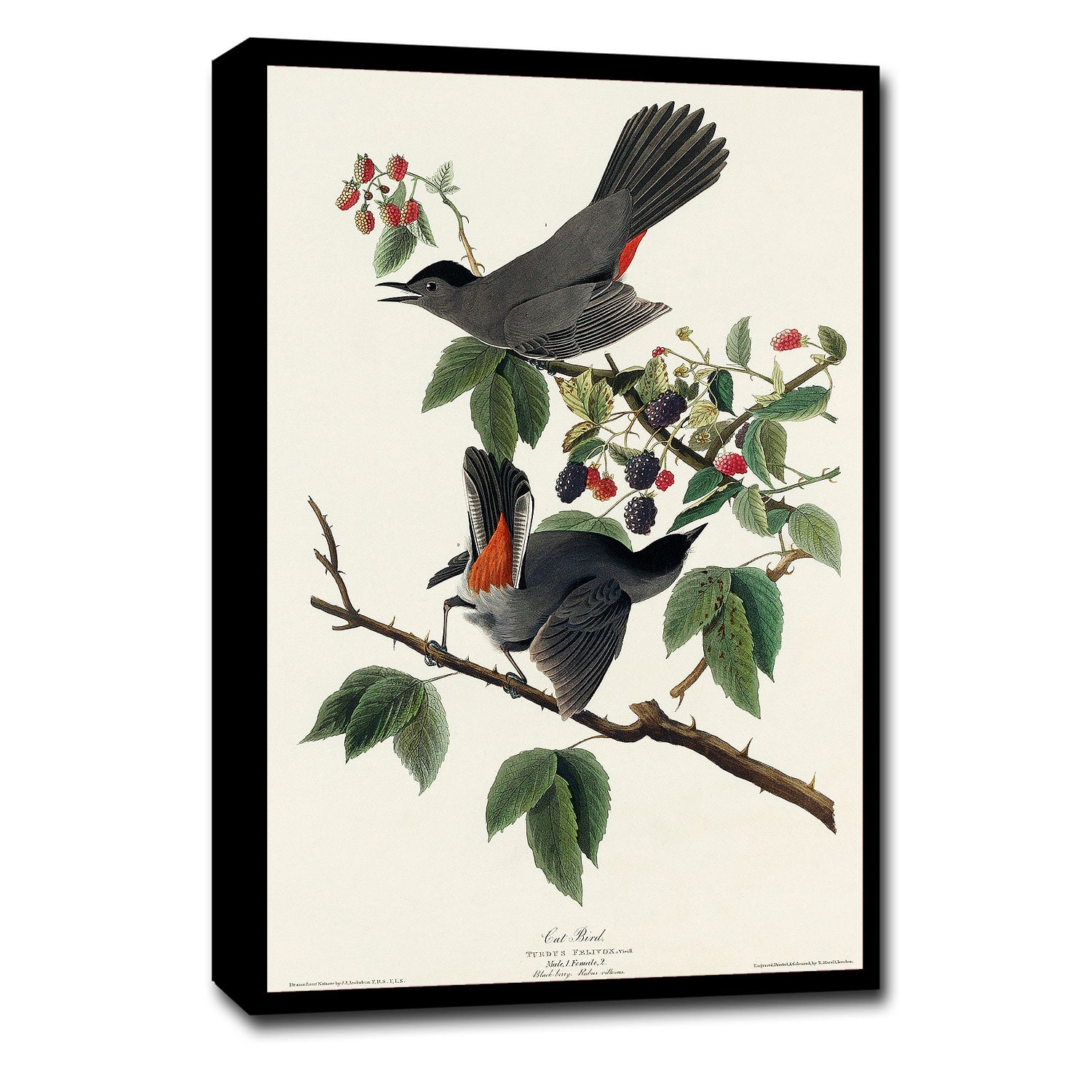 A framed print depicting a bird perched on a branch with berries, representing the artwork style of John J. Audubon.