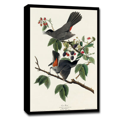 A framed print depicting a bird perched on a branch with berries, representing the artwork style of John J. Audubon.