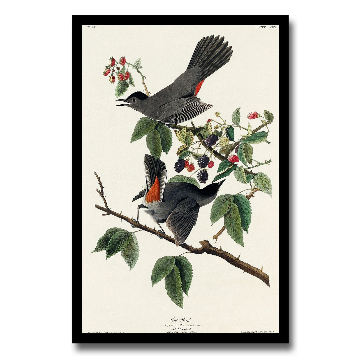 Cardinal Grosbeak by John J. Audubon