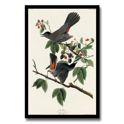 Cardinal Grosbeak by John J. Audubon