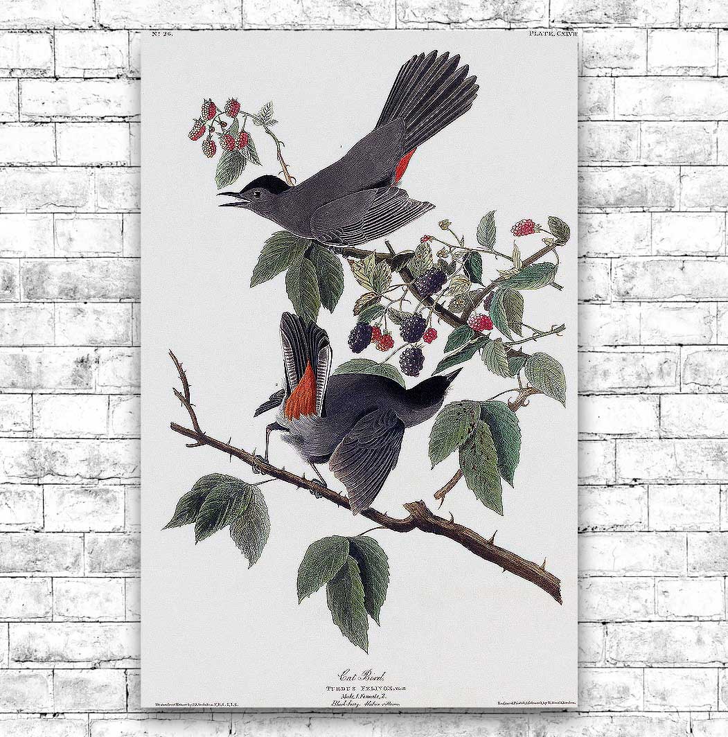 Cat Bird by John J. Audubon