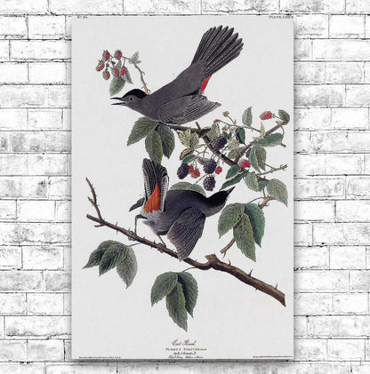Cat Bird by John J. Audubon