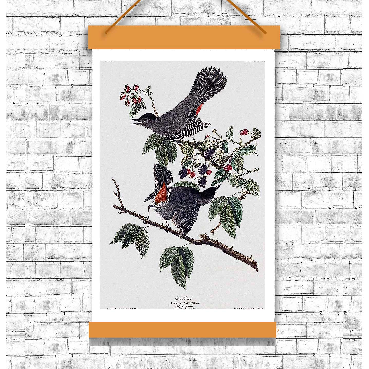 Cat Bird by John J. Audubon
