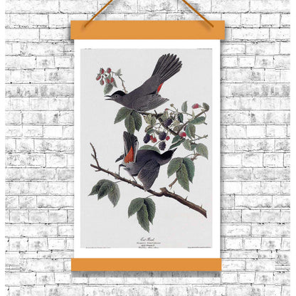 Cat Bird by John J. Audubon