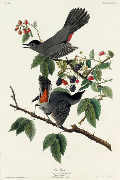 A framed print depicting a bird perched on a branch with berries, representing the artwork style of John J. Audubon.