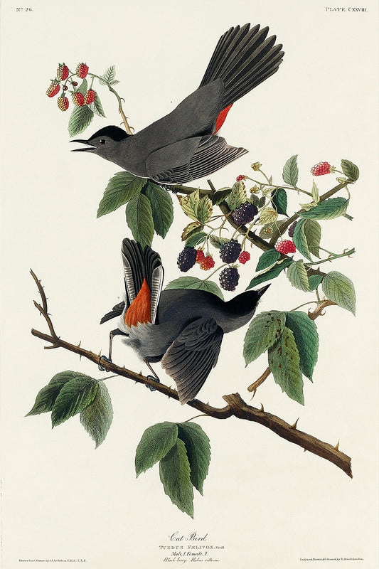 A framed print depicting a bird perched on a branch with berries, representing the artwork style of John J. Audubon.