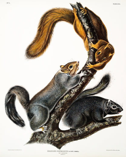 A printed art piece featuring squirrels in a landscape orientation, with a black frame around it.