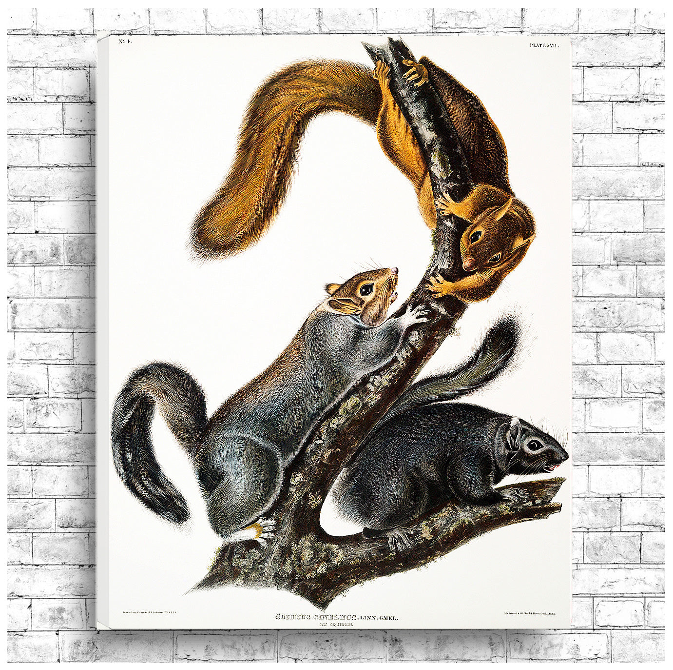 A printed art piece featuring squirrels in a landscape orientation, with a black frame around it.