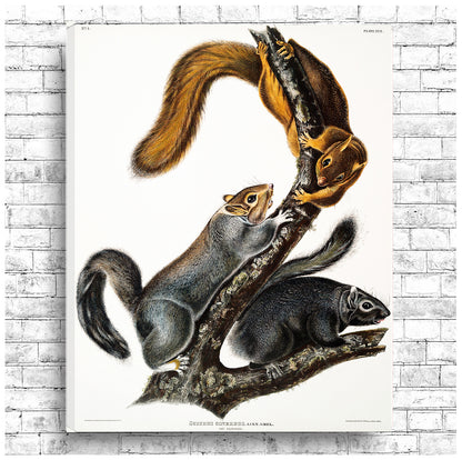 A printed art piece featuring squirrels in a landscape orientation, with a black frame around it.