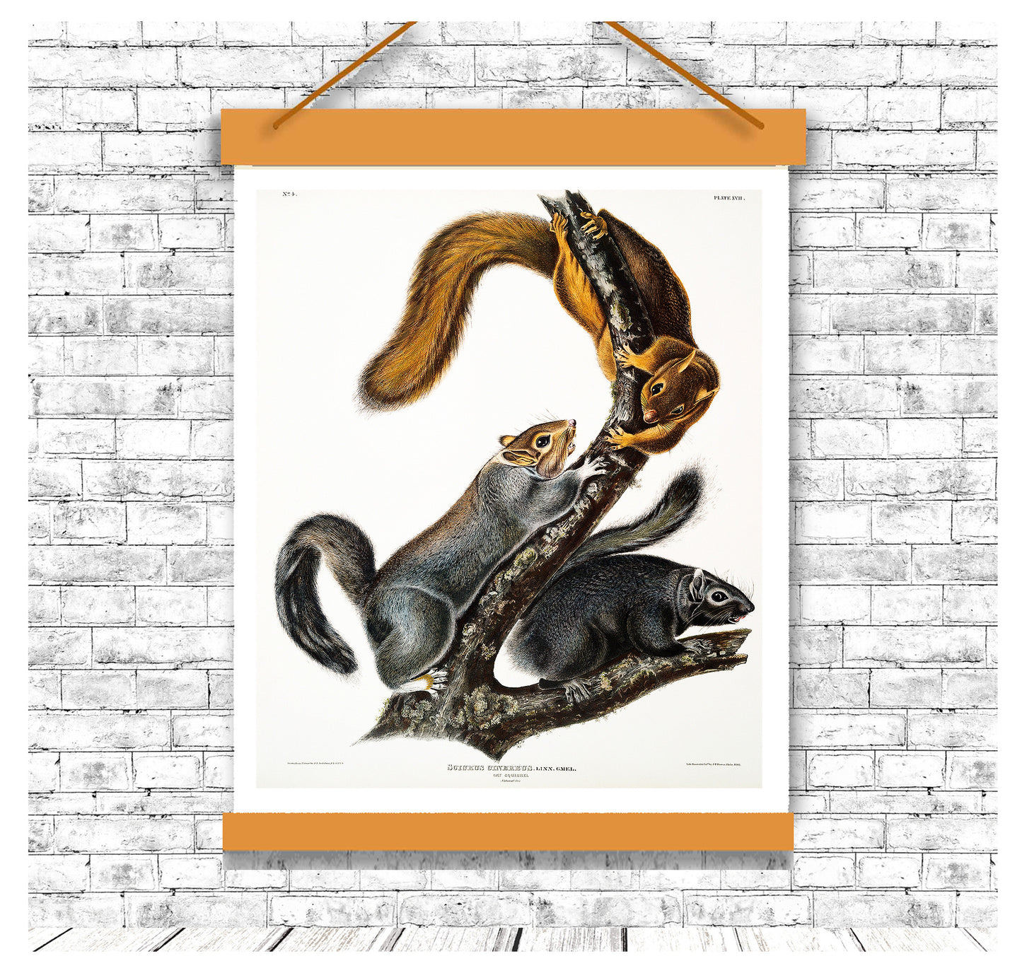 Cat Squirrel by John J. Audubon