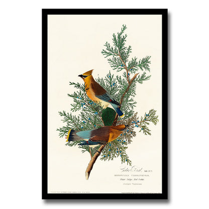 Cat Bird by John J. Audubon