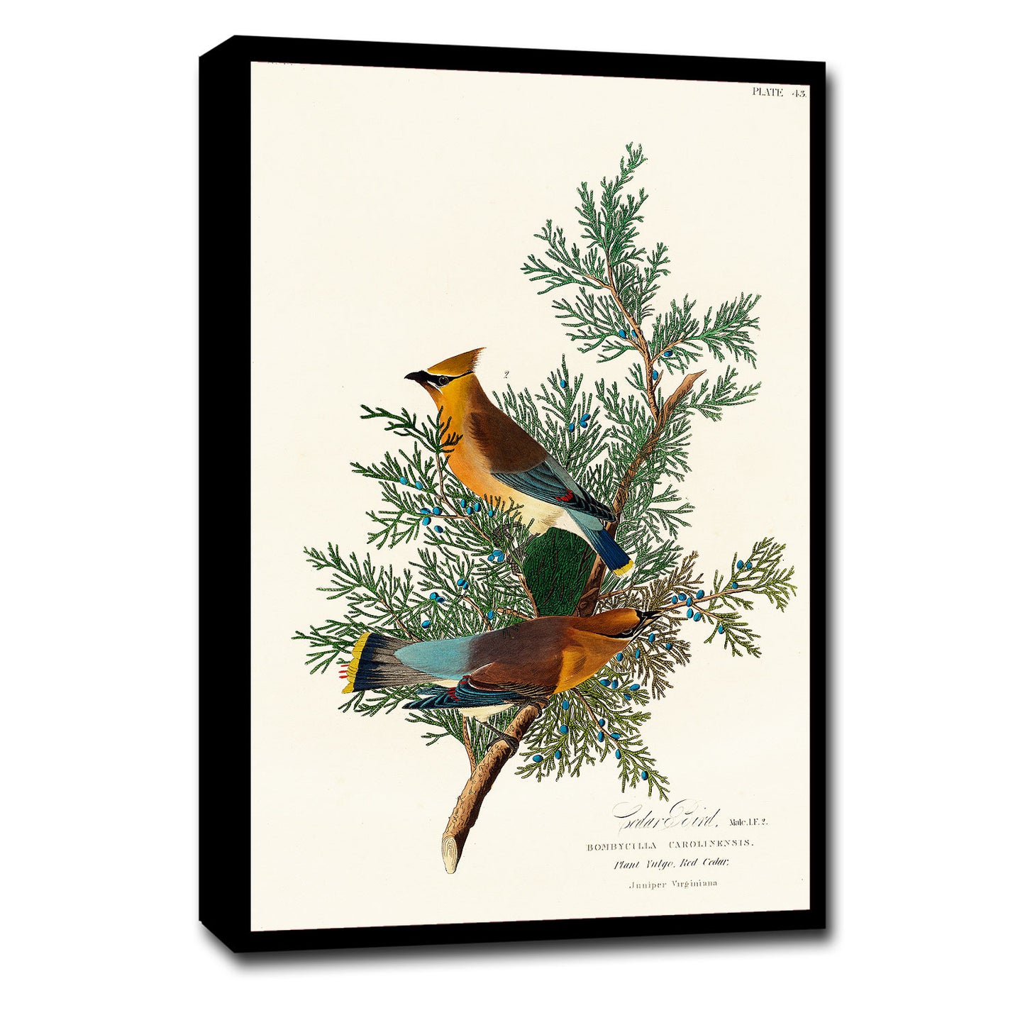 A framed print of two birds perched on branches, with a decorative black border and a white background.