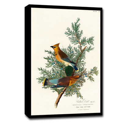 A framed print of two birds perched on branches, with a decorative black border and a white background.