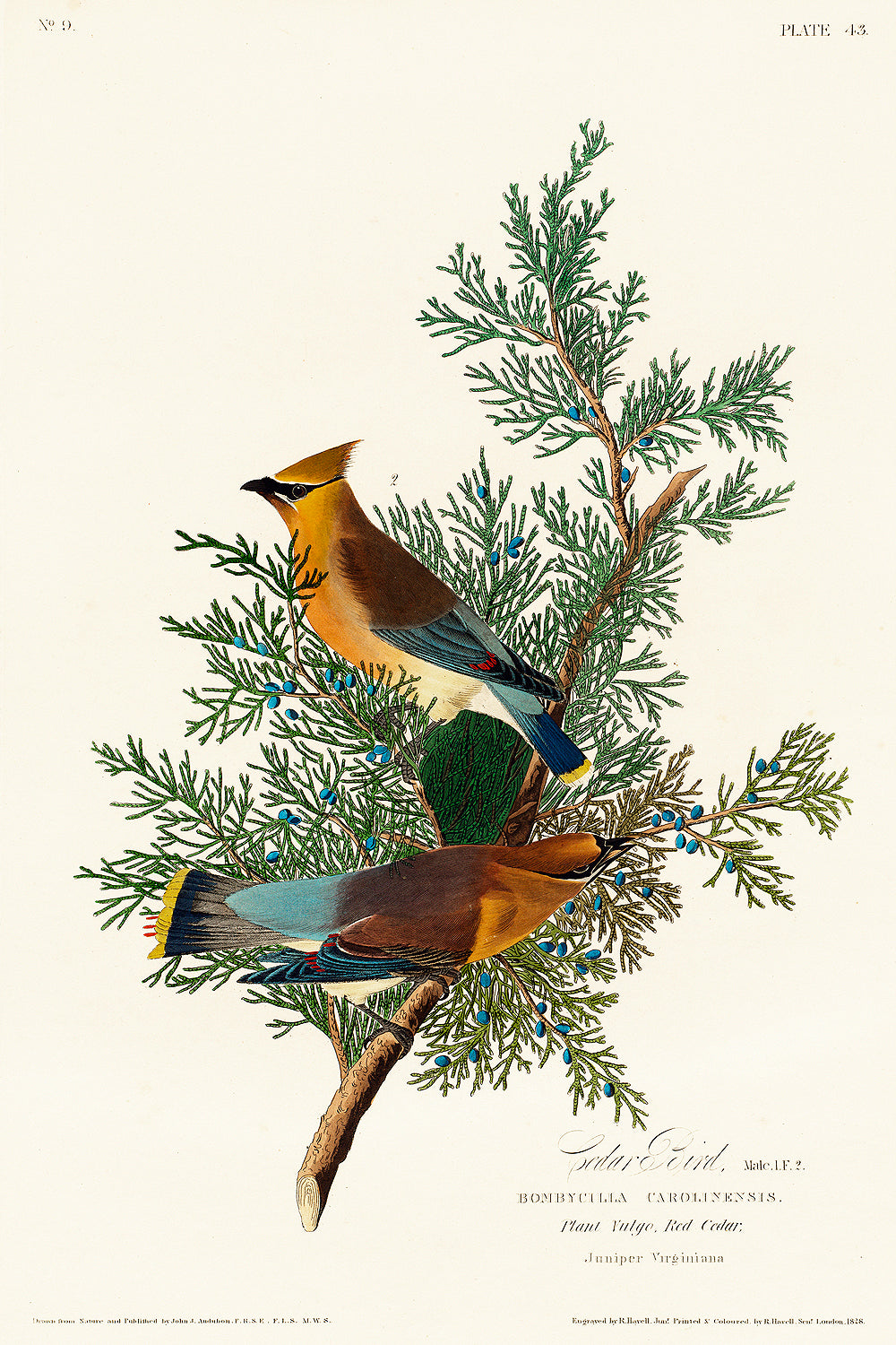 A framed print of two birds perched on branches, with a decorative black border and a white background.