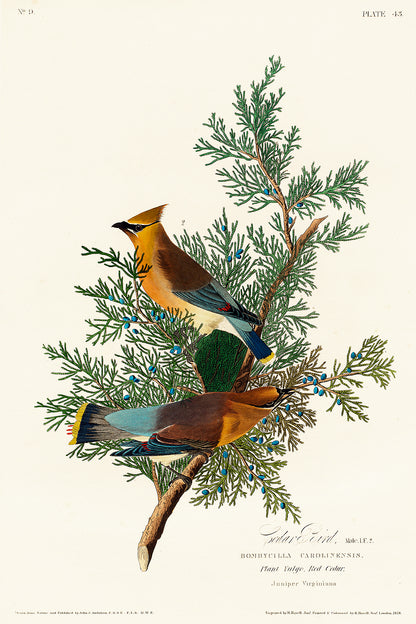 A framed print of two birds perched on branches, with a decorative black border and a white background.