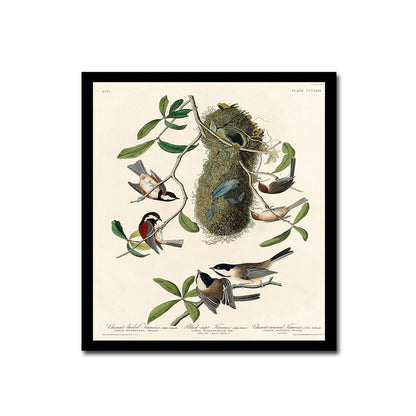 Chestnut-Pigeon by John J. Audubon