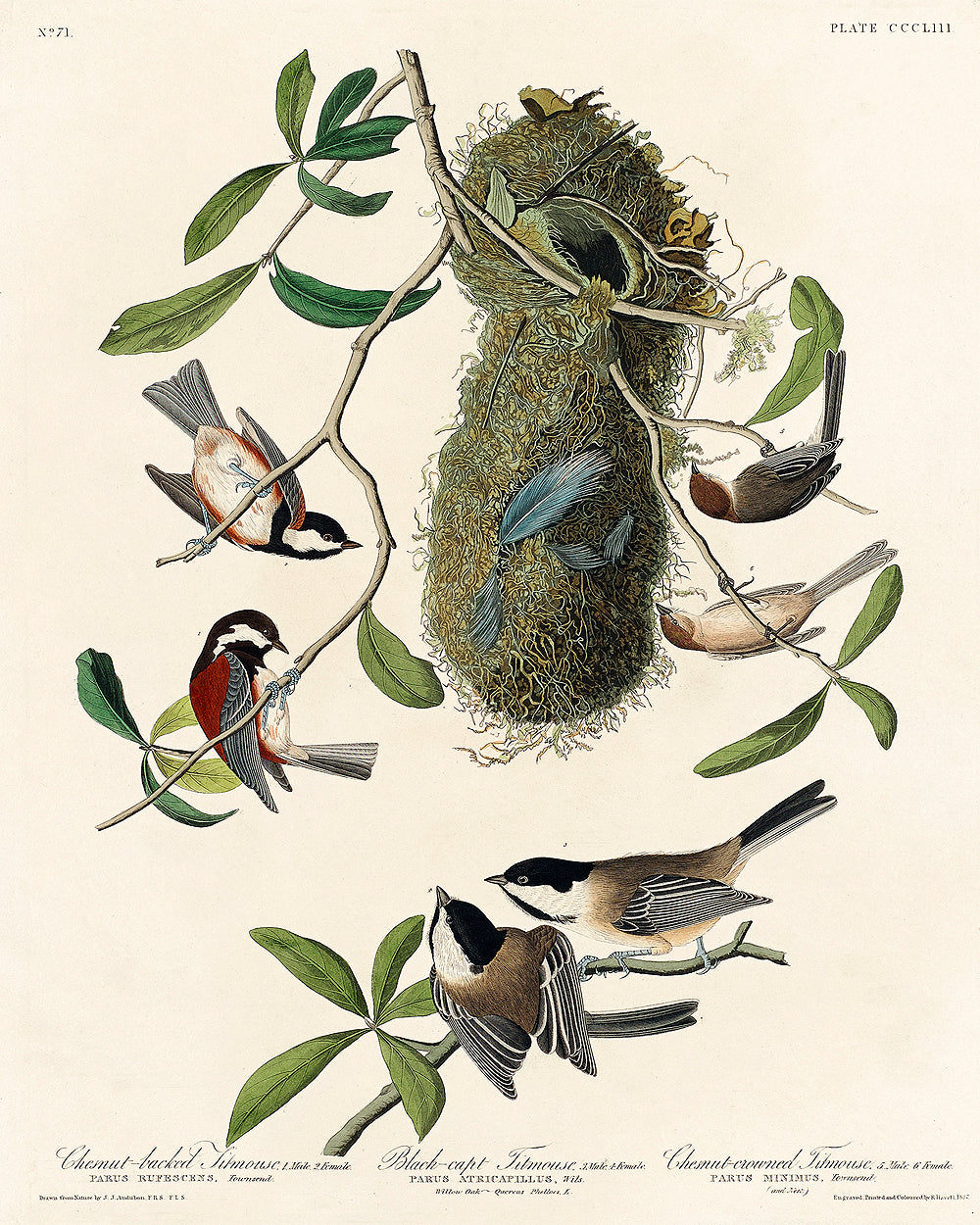 Chesnut-backed, Black-capt, and Chesnut-crowned Titmouse by John J. Audubon