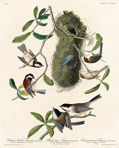 Chesnut-backed, Black-capt, and Chesnut-crowned Titmouse by John J. Audubon
