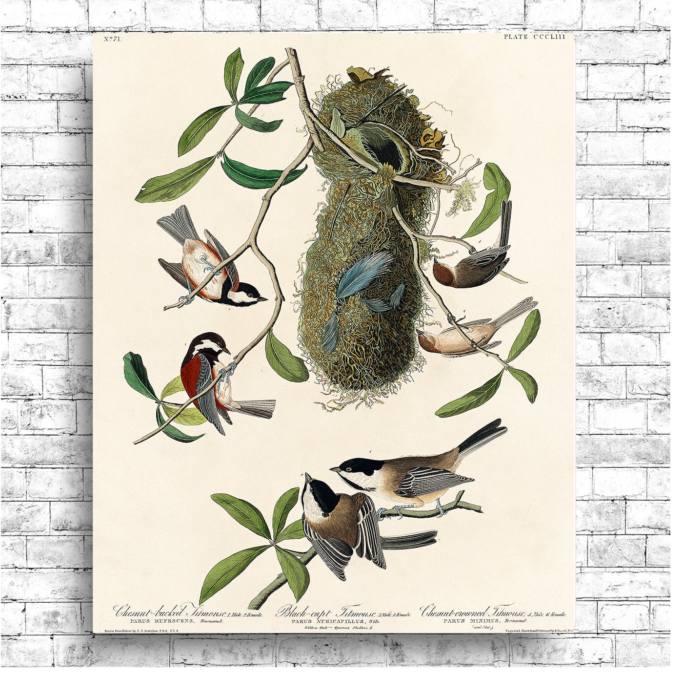 Chesnut-backed, Black-capt, and Chesnut-crowned Titmouse by John J. Audubon