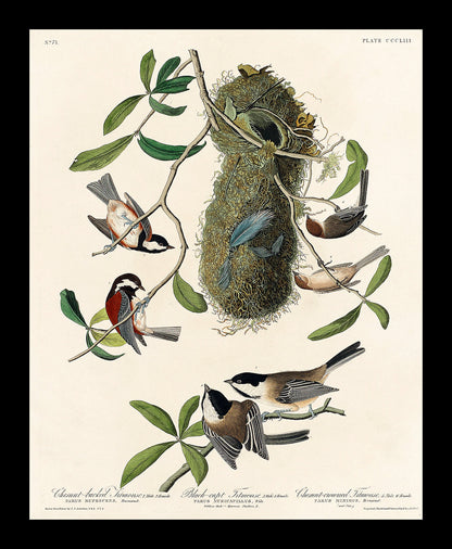 Chesnut-backed, Black-capt, and Chesnut-crowned Titmouse by John J. Audubon