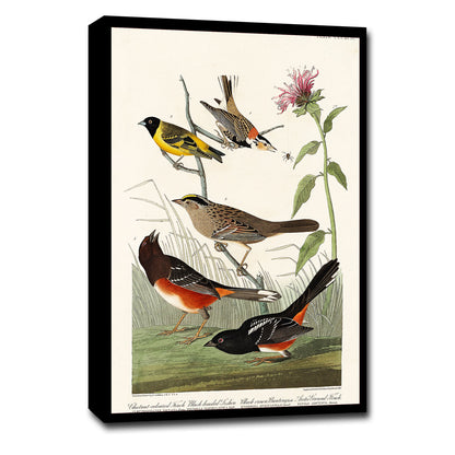 A framed print featuring illustrations of various birds, including a finch and a siskin, with a black border and white matting.