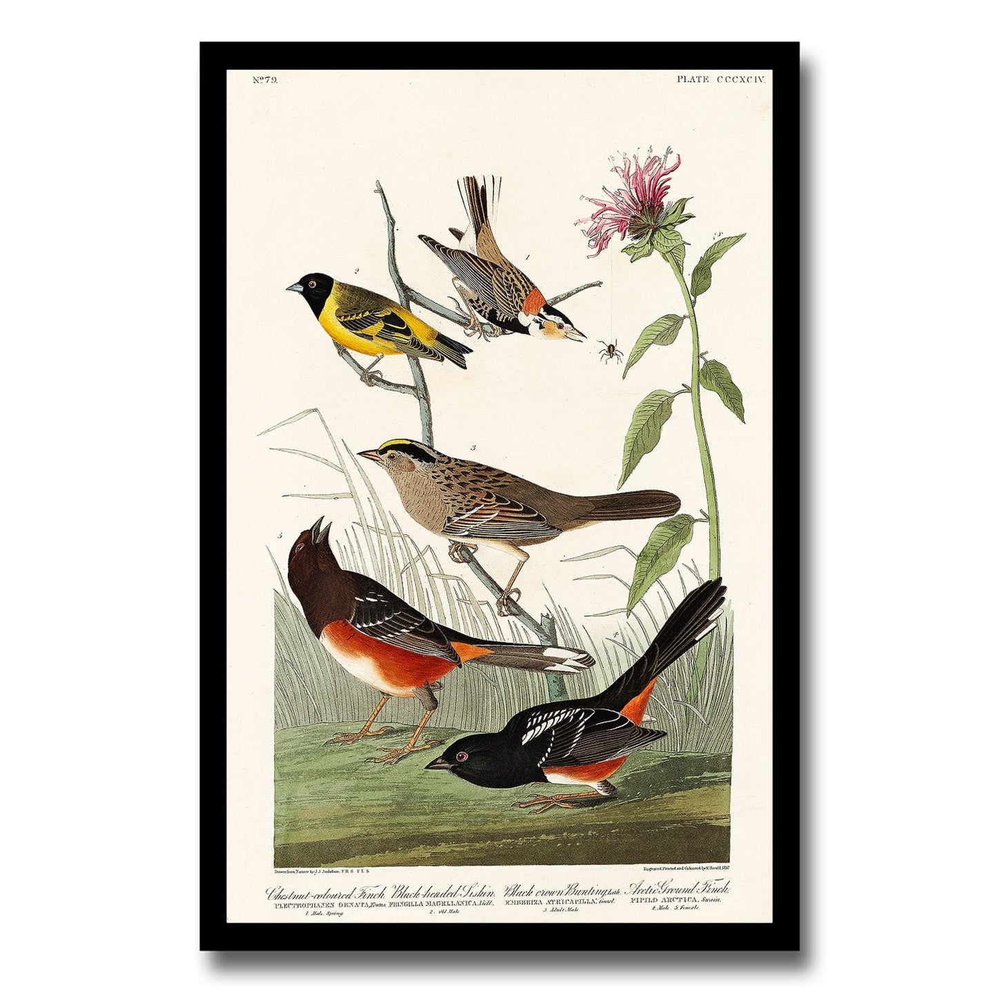 Cedar Bird by John J. Audubon