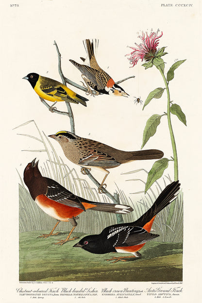 A framed print featuring illustrations of various birds, including a finch and a siskin, with a black border and white matting.