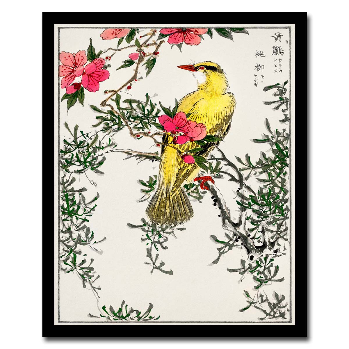 Chinese Bush-warbler by Numata Kashyu - Buy Print Only or Mounted with Choice of Accent Color