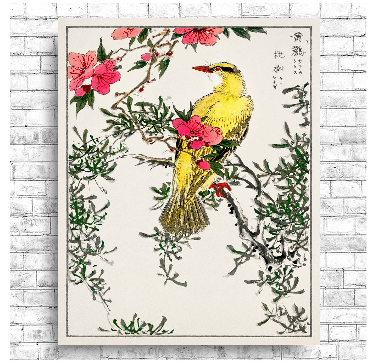 Chinese Bush-warbler by Numata Kashyu - Buy Print Only or Mounted with Choice of Accent Color