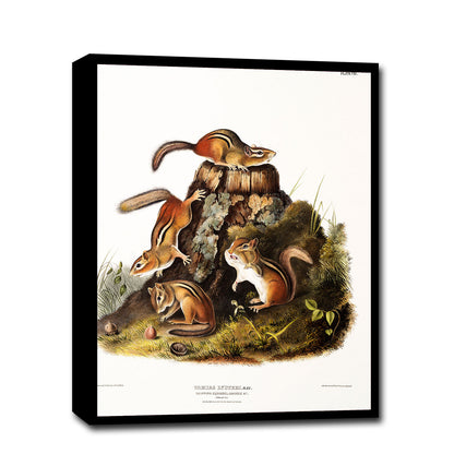 Chipping Squirrel by John J. Audubon