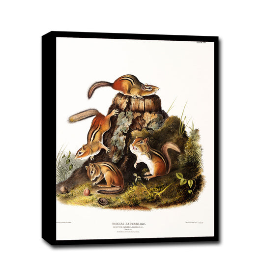 Chipping Squirrel by John J. Audubon
