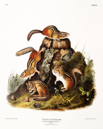 A framed print featuring an illustration of squirrels by John J. Audubon.