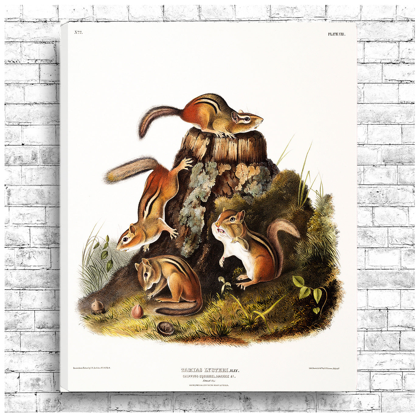 A framed print featuring an illustration of squirrels by John J. Audubon.