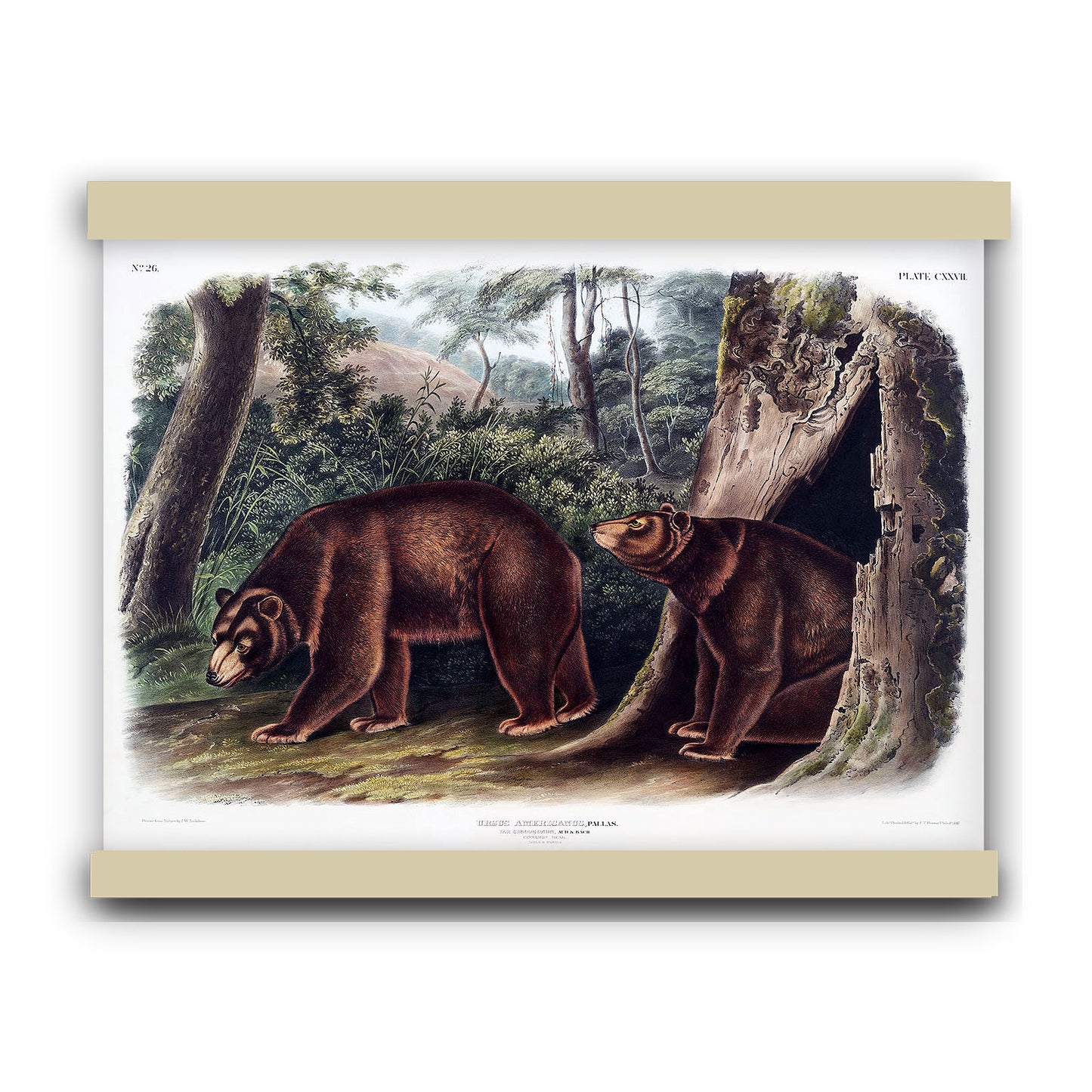 Cinnamon Bear (Ursus Americanus var. Cinnamonum) by John James Audubon