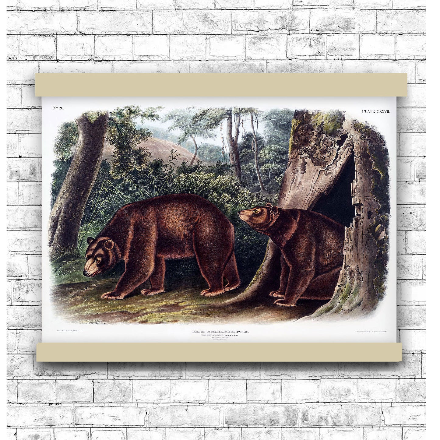 Cinnamon Bear (Ursus Americanus var. Cinnamonum) by John James Audubon
