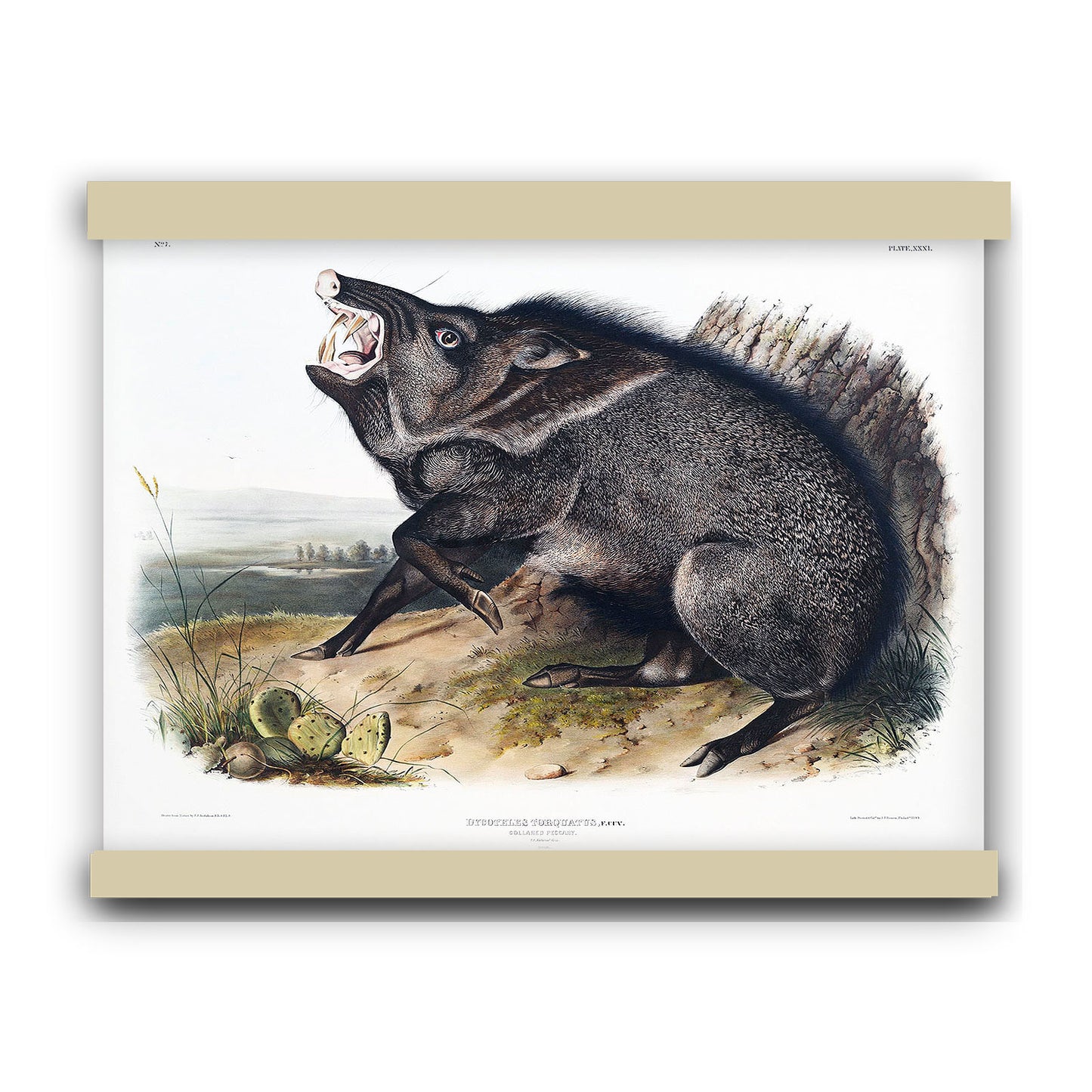 Collared Peccary (Dycoteles torquatus) by John James Audubon | Hanging Canvas Art | Choice of Board Colors