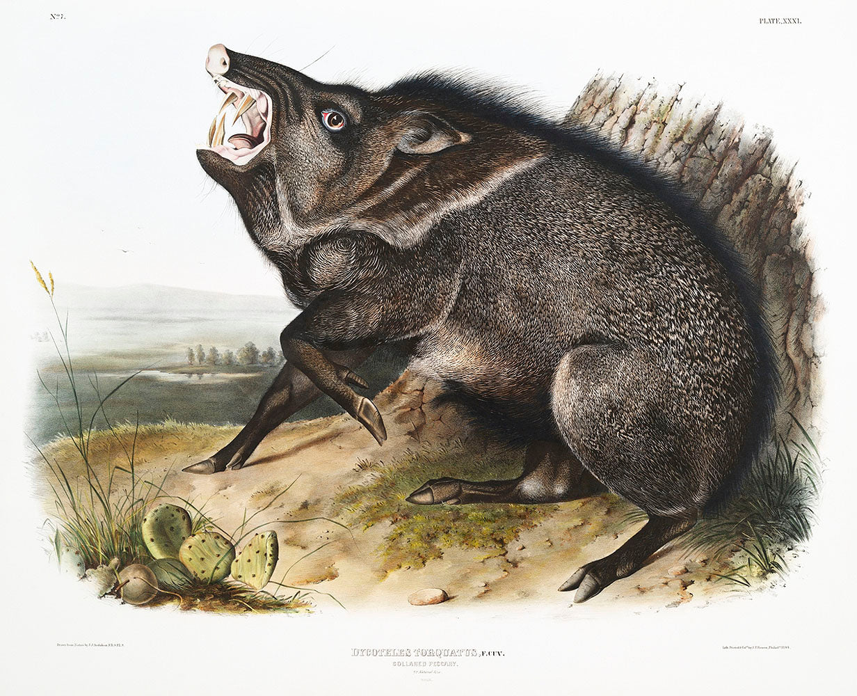 Collared Peccary (Dycoteles torquatus) by John James Audubon