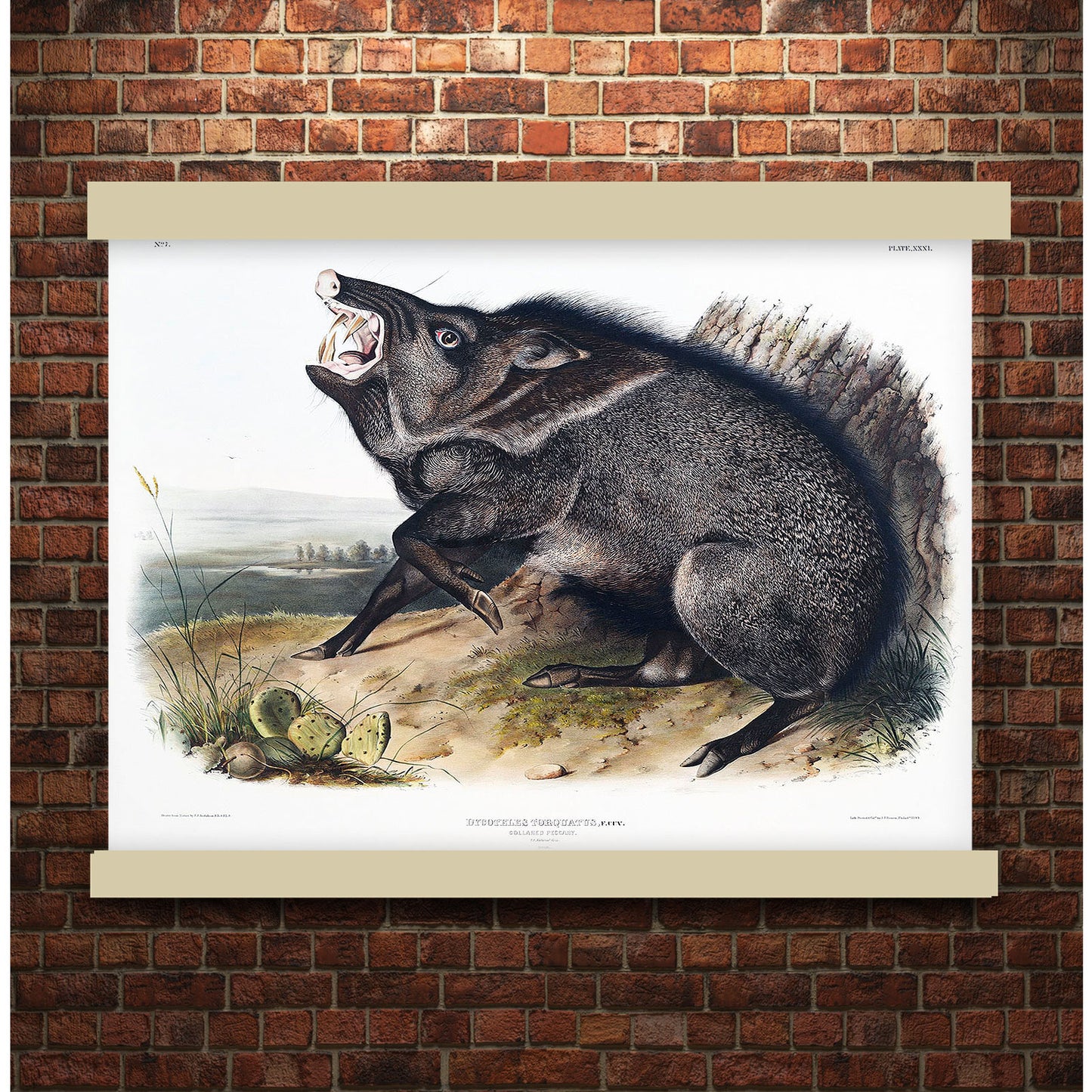 Collared Peccary (Dycoteles torquatus) by John James Audubon | Hanging Canvas Art | Choice of Board Colors