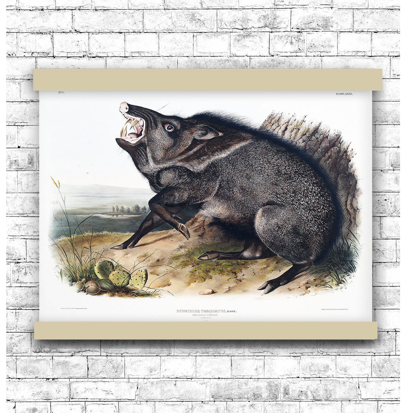 Collared Peccary (Dycoteles torquatus) by John James Audubon | Hanging Canvas Art | Choice of Board Colors