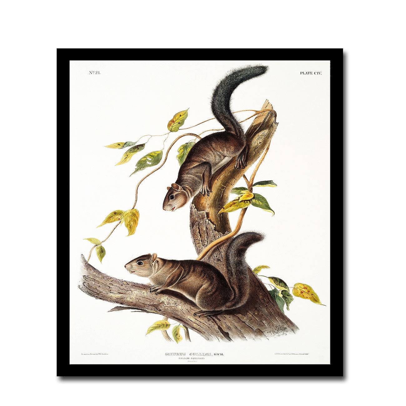 Douglass's Squirrel by John J. Audubon