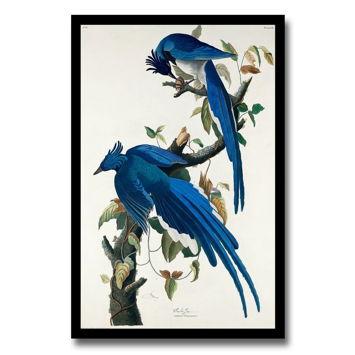 Columbia Jay by John J. Audubon