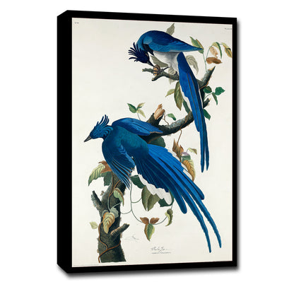 Columbia Jay by John J. Audubon