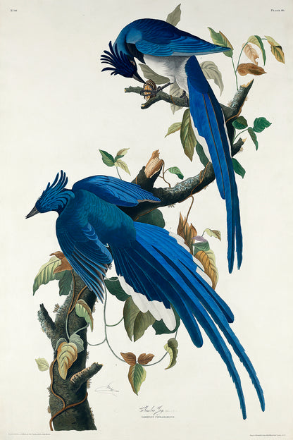A printed art piece featuring two blue birds perched on branches with leaves, framed in a simple black frame.