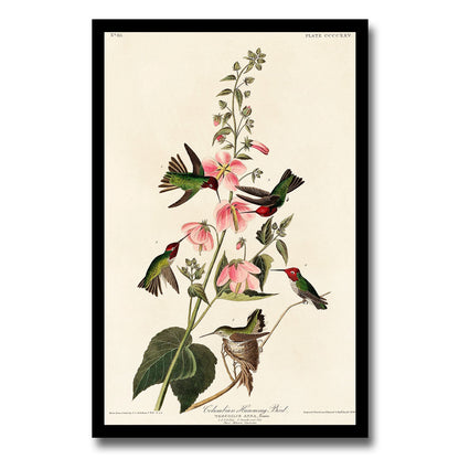 Columbian Humming Bird by John J. Audubon