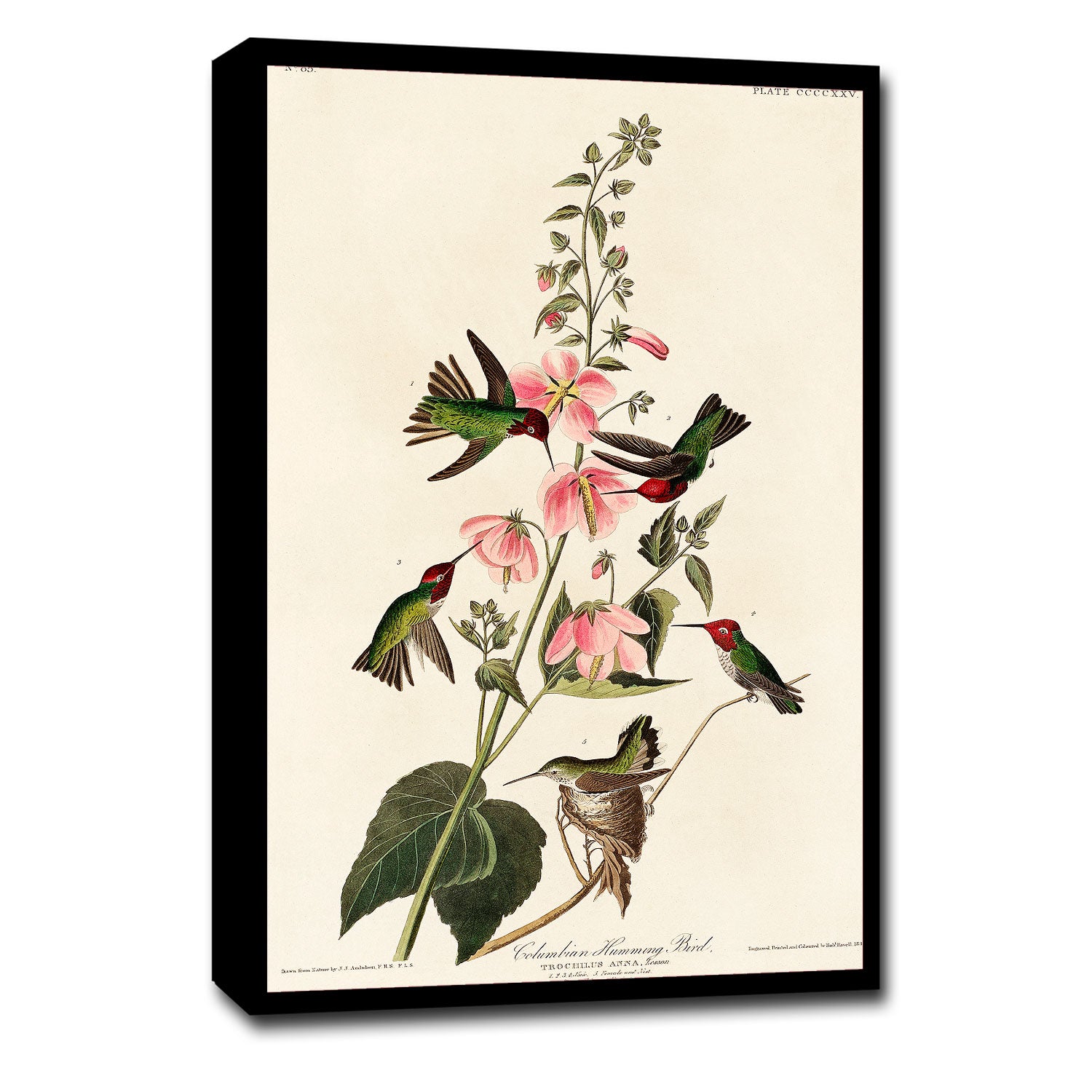 A framed print of a Columbian Humming Bird with accompanying floral elements, presented in a portrait orientation.