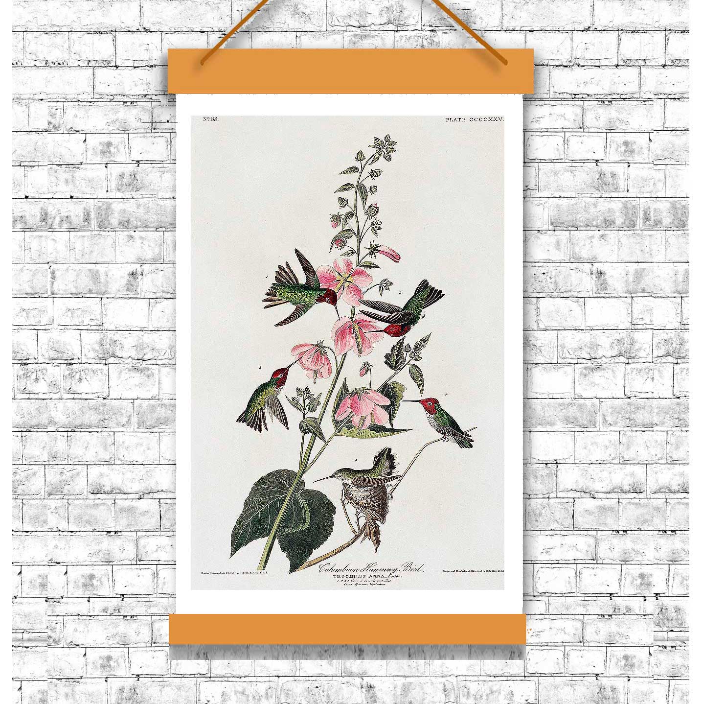 Columbian Humming Bird by John J. Audubon