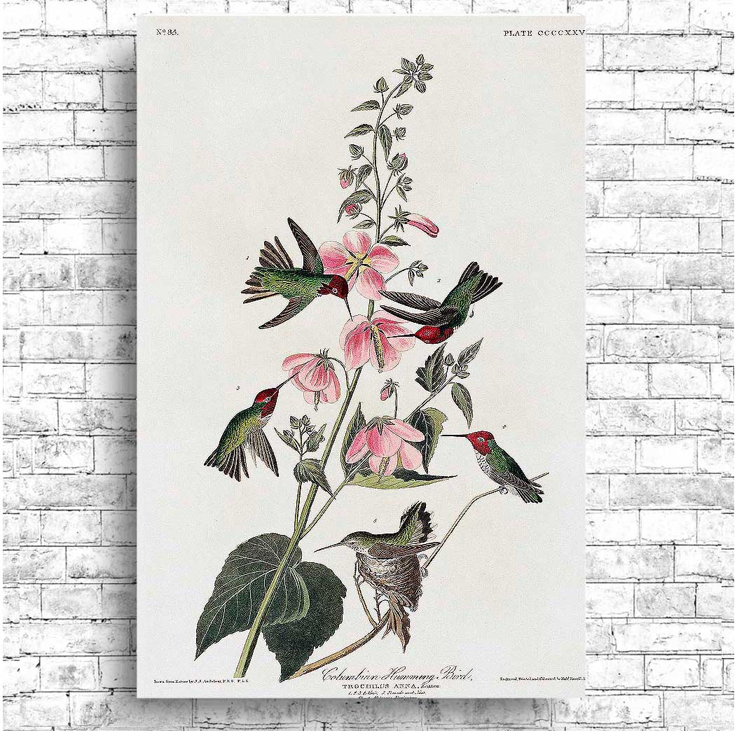 Columbian Humming Bird by John J. Audubon