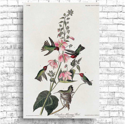 Columbian Humming Bird by John J. Audubon